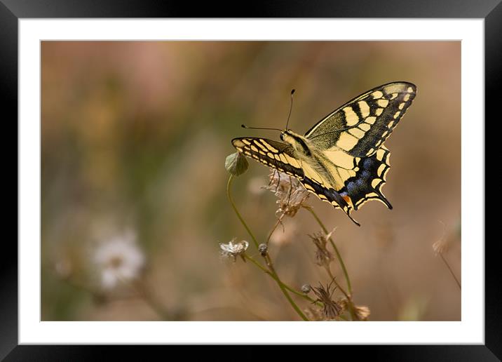Swallow Tail Framed Mounted Print by Peter West