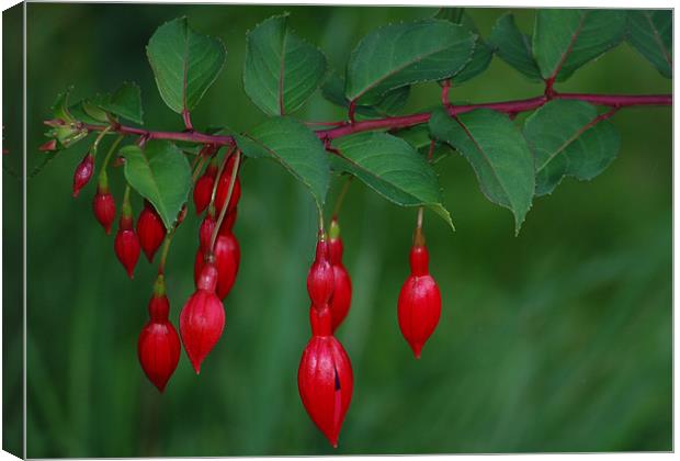 RED FUSCHIAS Canvas Print by Ray Bacon LRPS CPAGB