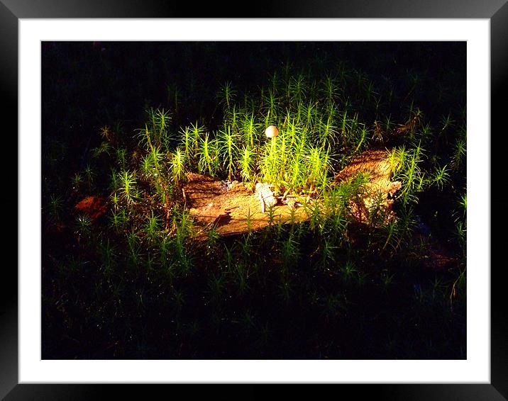 Forest Floor Framed Mounted Print by Dave Wyllie