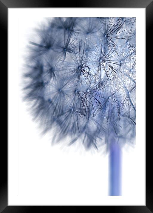 Inverted Dandelion Framed Mounted Print by Martin Williams