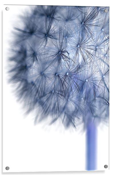 Inverted Dandelion Acrylic by Martin Williams