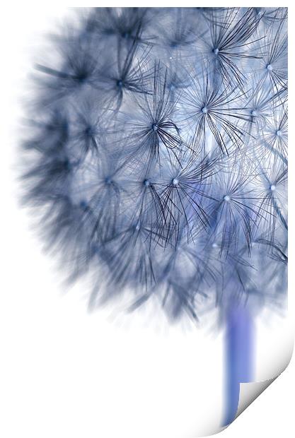 Inverted Dandelion Print by Martin Williams