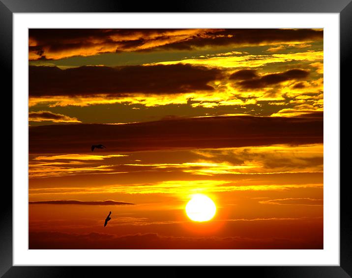 Birds in the sunrise Framed Mounted Print by Dave Wyllie