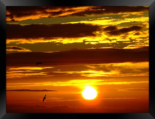 Birds in the sunrise Framed Print by Dave Wyllie