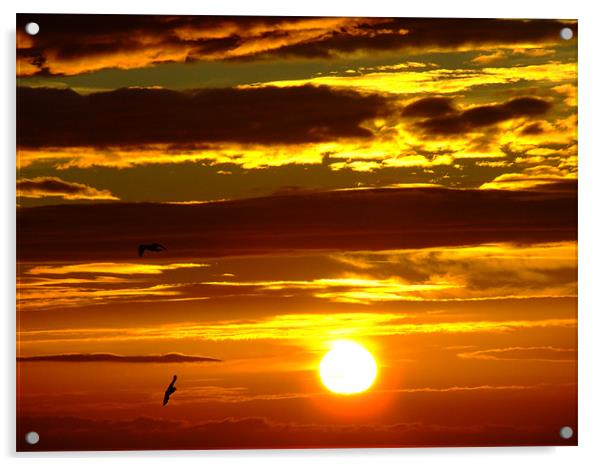 Birds in the sunrise Acrylic by Dave Wyllie