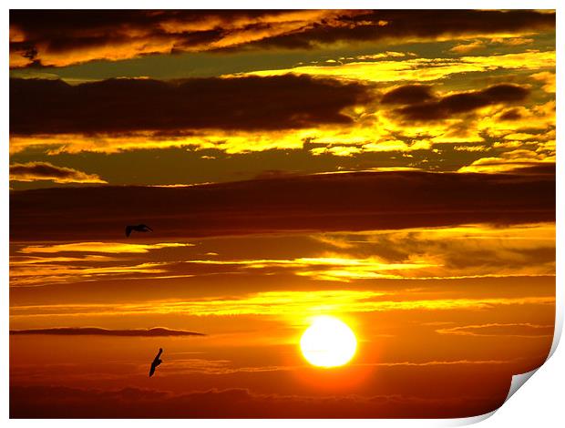 Birds in the sunrise Print by Dave Wyllie