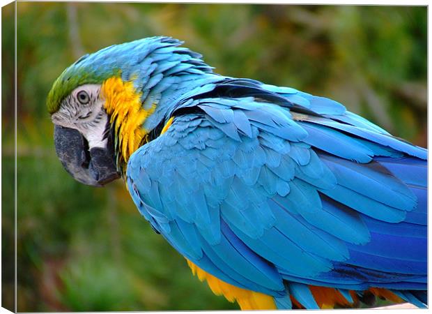 Parrot Canvas Print by Dave Wyllie