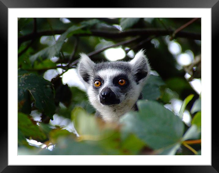 lemur Framed Mounted Print by Dave Wyllie
