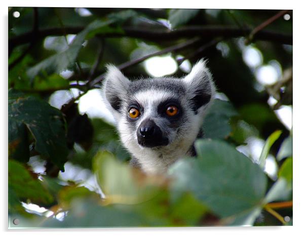 lemur Acrylic by Dave Wyllie