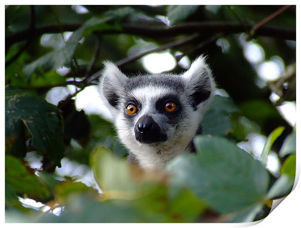 lemur Print by Dave Wyllie