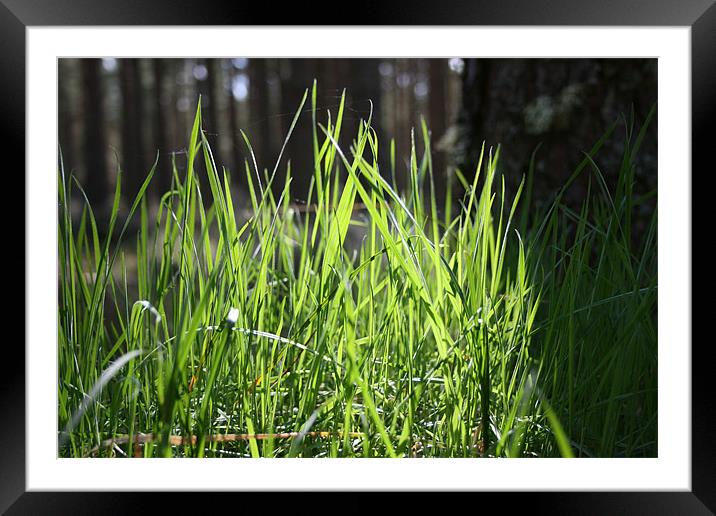 Forest Grass Framed Mounted Print by Dave Wyllie