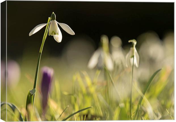 Solitary Snowdrop Canvas Print by Sue Dudley