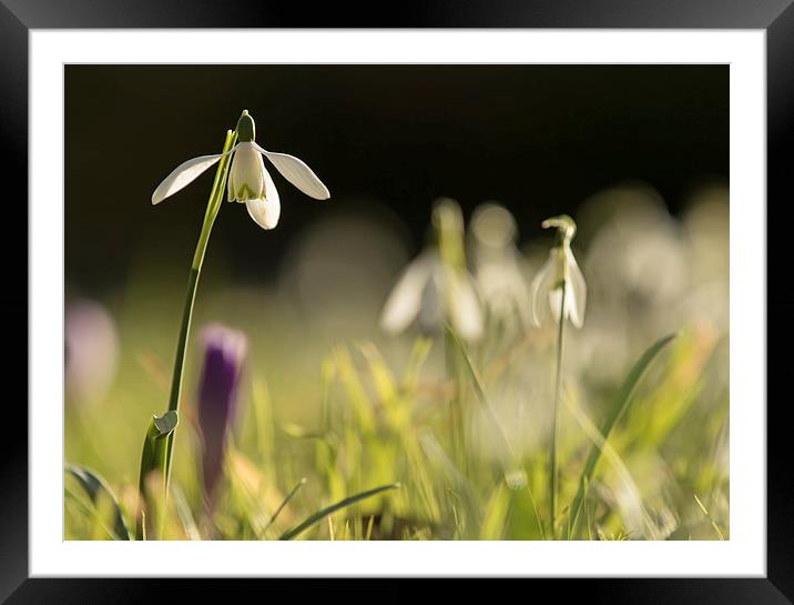 Solitary Snowdrop Framed Mounted Print by Sue Dudley