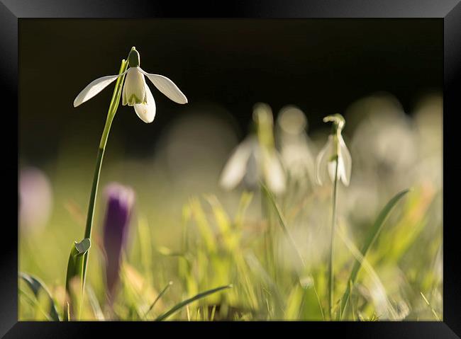 Solitary Snowdrop Framed Print by Sue Dudley
