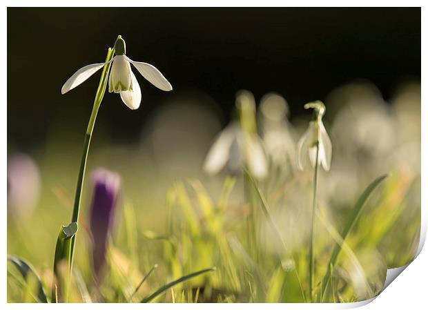Solitary Snowdrop Print by Sue Dudley
