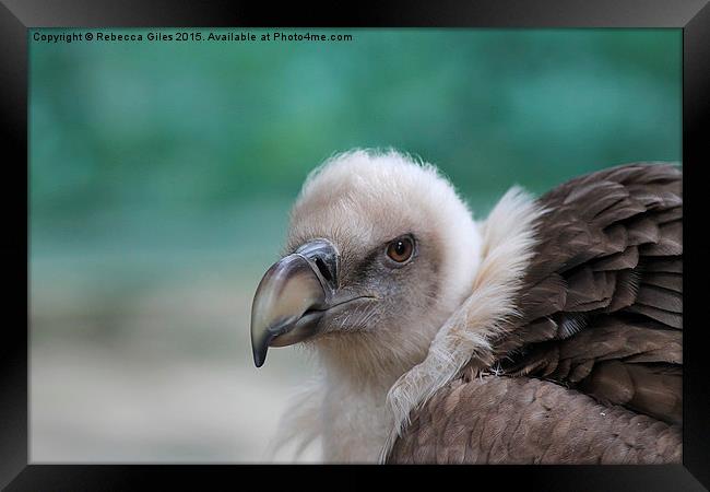  Griffon Vulture Framed Print by Rebecca Giles