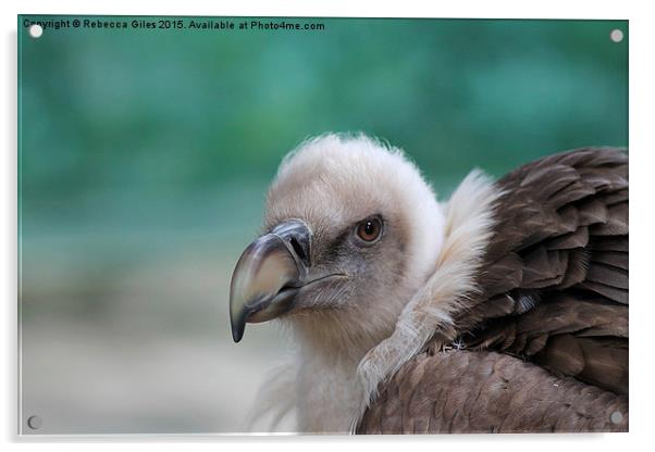  Griffon Vulture Acrylic by Rebecca Giles