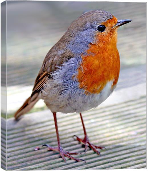 Festive Red Robin Canvas Print by Mike Gorton