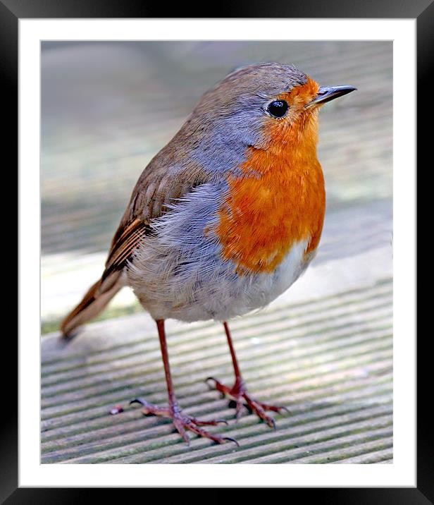 Festive Red Robin Framed Mounted Print by Mike Gorton