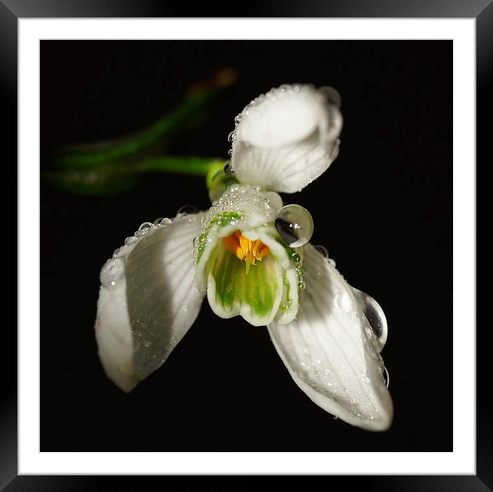  Snowdrop delight by JCstudios Framed Mounted Print by JC studios LRPS ARPS