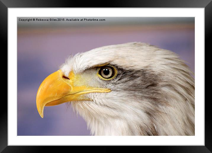  Bald Eagle Framed Mounted Print by Rebecca Giles