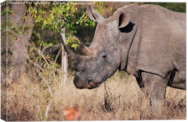  Rhino getting a nasal clean Canvas Print by Karl Tullett