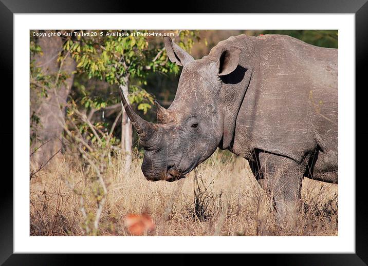  Rhino getting a nasal clean Framed Mounted Print by Karl Tullett