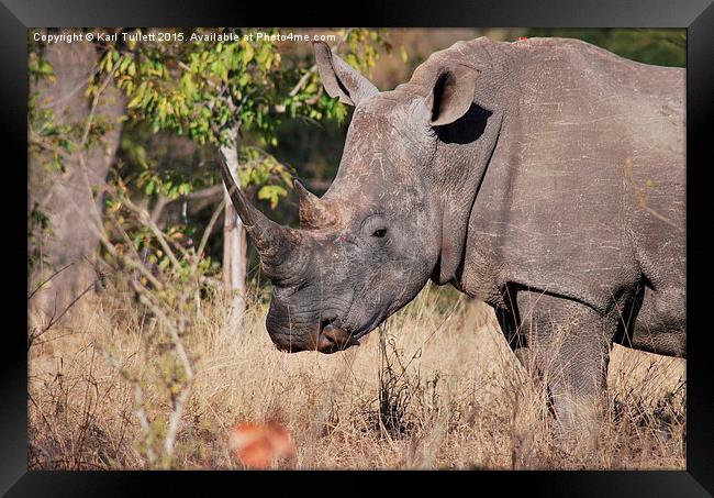  Rhino getting a nasal clean Framed Print by Karl Tullett