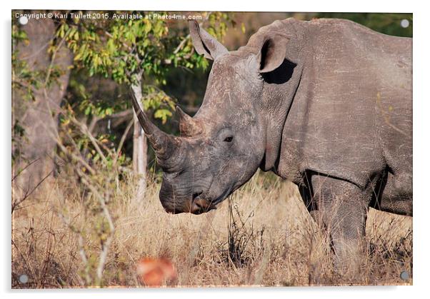  Rhino getting a nasal clean Acrylic by Karl Tullett