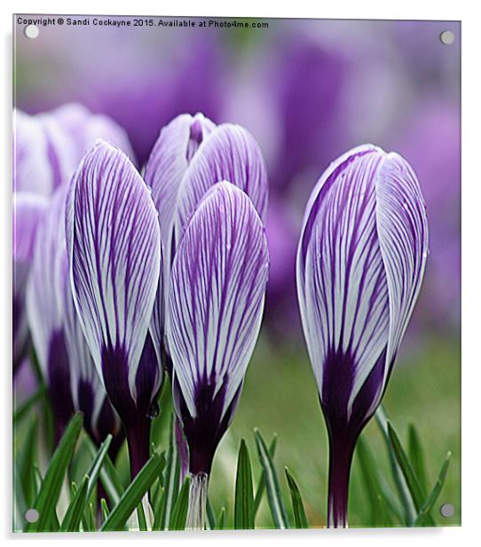  Spring Purple Crocus Acrylic by Sandi-Cockayne ADPS