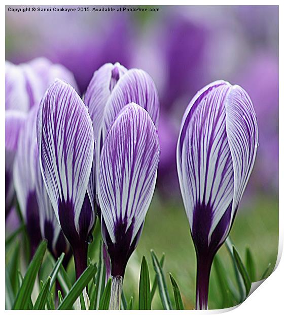  Spring Purple Crocus Print by Sandi-Cockayne ADPS