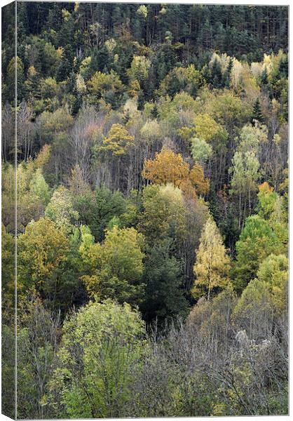 Forest in autumn Canvas Print by Josep M Peñalver