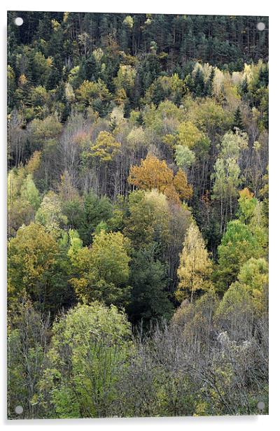 Forest in autumn Acrylic by Josep M Peñalver