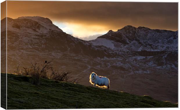  Welsh mountain sheep Canvas Print by Rory Trappe