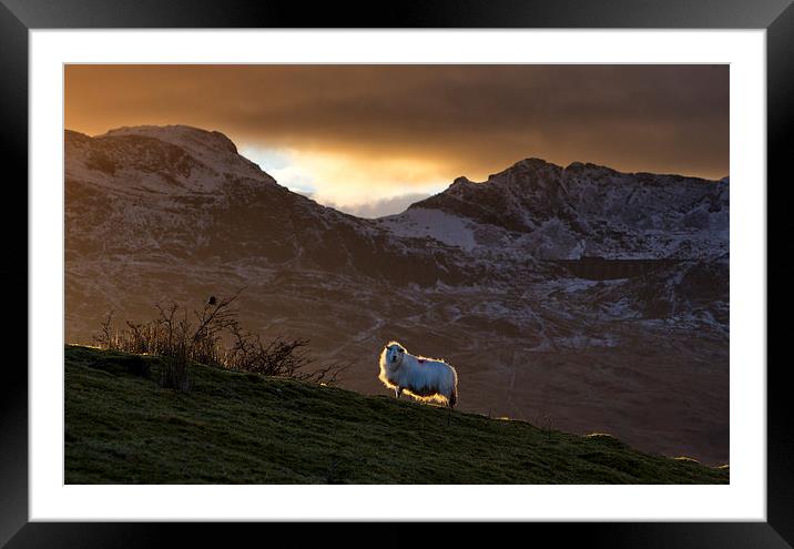  Welsh mountain sheep Framed Mounted Print by Rory Trappe
