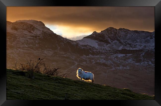  Welsh mountain sheep Framed Print by Rory Trappe