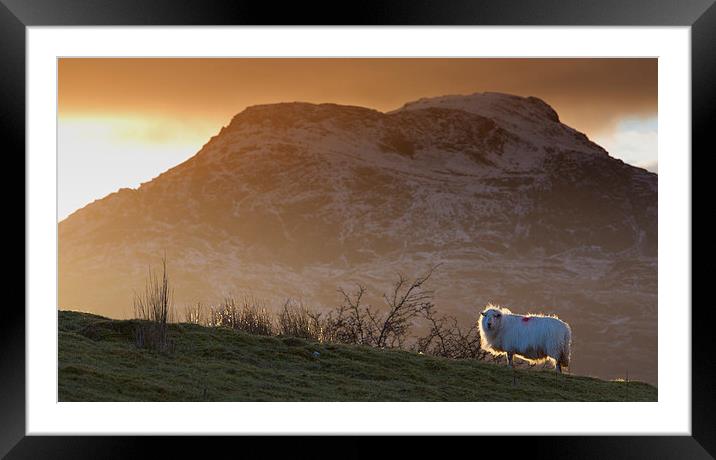  Welsh mountain sheep Framed Mounted Print by Rory Trappe