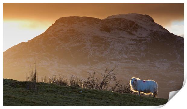  Welsh mountain sheep Print by Rory Trappe