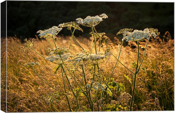  Summer wildflowers and golden grasses Canvas Print by Andrew Kearton