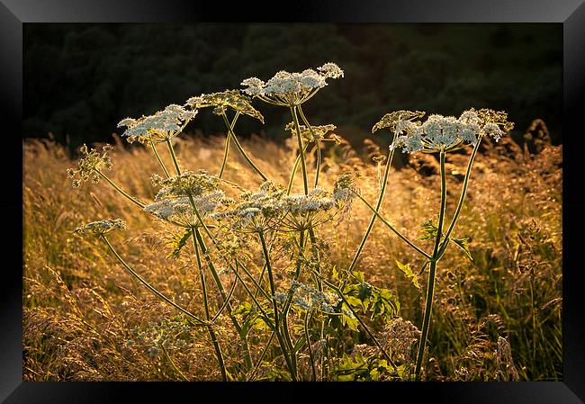  Summer wildflowers and golden grasses Framed Print by Andrew Kearton