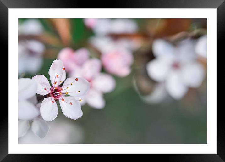 Delicate spring blossom Framed Mounted Print by Andrew Kearton