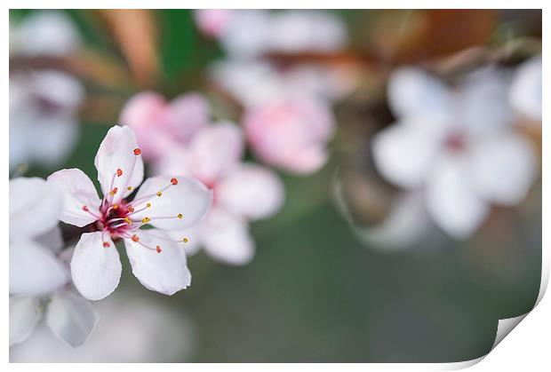  Delicate spring blossom Print by Andrew Kearton