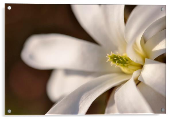  Magnolia Stellata in spring sunlight Acrylic by Andrew Kearton