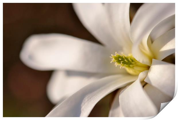  Magnolia Stellata in spring sunlight Print by Andrew Kearton