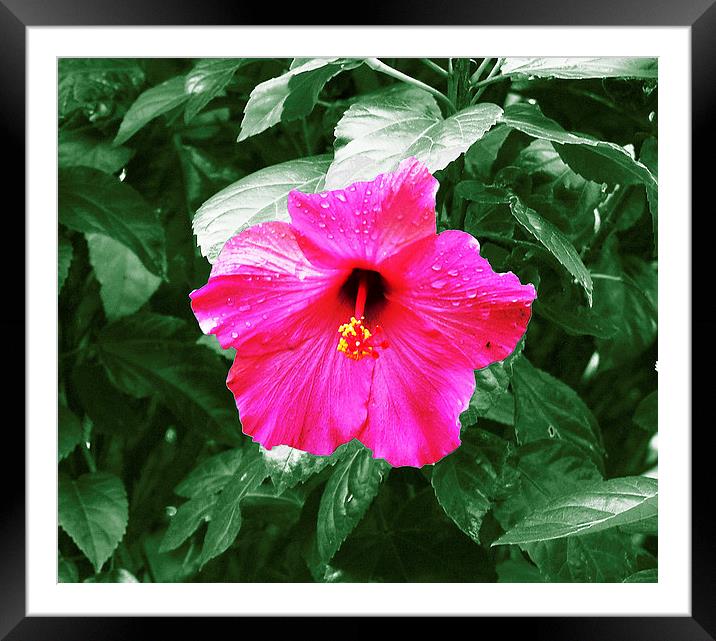  Adjusted Hibiscus Flower Framed Mounted Print by james balzano, jr.