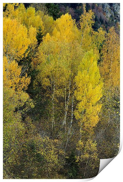Forest in autumn Print by Josep M Peñalver
