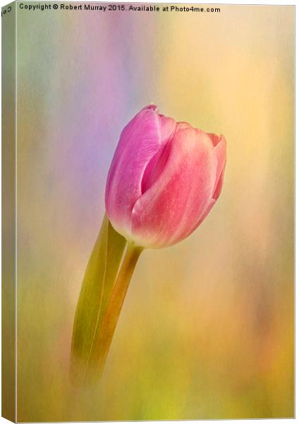  Tulip Flamboyant Canvas Print by Robert Murray