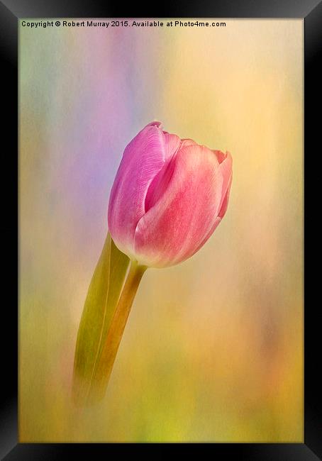  Tulip Flamboyant Framed Print by Robert Murray