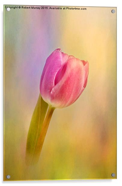  Tulip Flamboyant Acrylic by Robert Murray