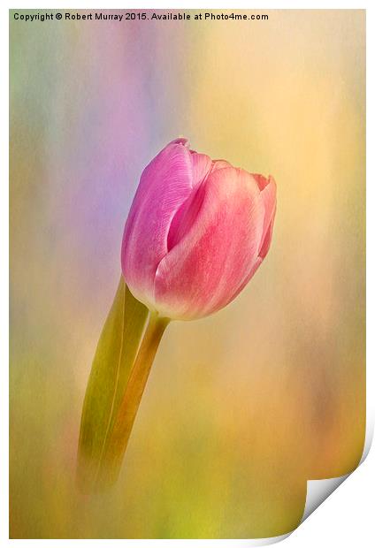  Tulip Flamboyant Print by Robert Murray